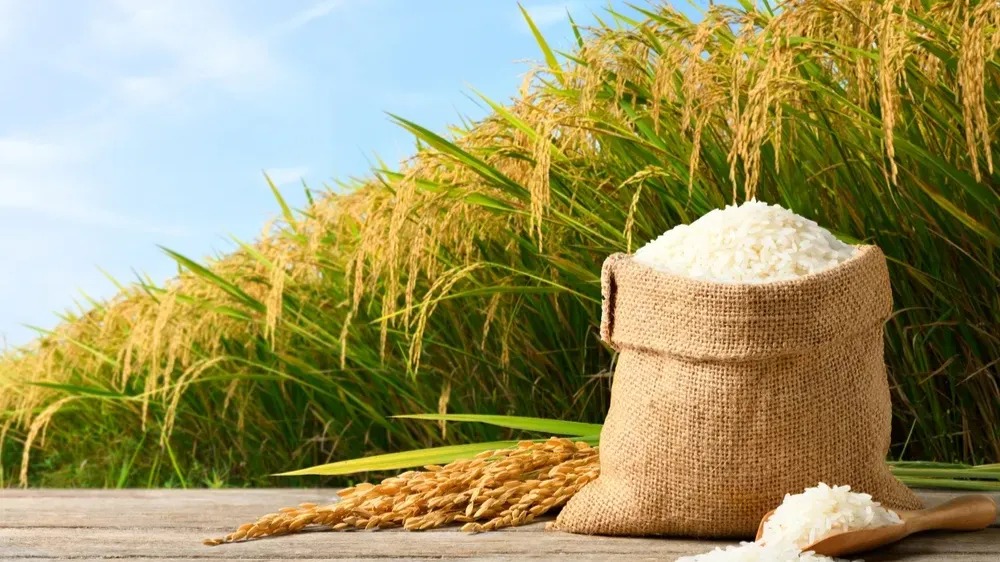 India’s Grain Reserves Surge: Wheat and Rice Stocks Hit Multi-Year Highs as Monsoon Supports Output