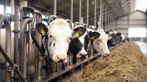 India's Dairy Industry Built on Reproduction, Extraction, and Disposal: Report
