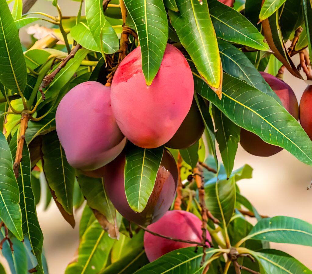 Tropical Dreams Start Small: Transform Seeds into Mango Havens