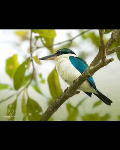 Kingfishers Of Bhitarkanika: Odisha’s Hidden Birding Treasure