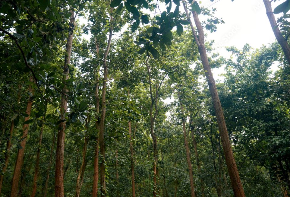 Vanishing Verdure: Jungle Mahal’s Lush Legacy Fades Fast