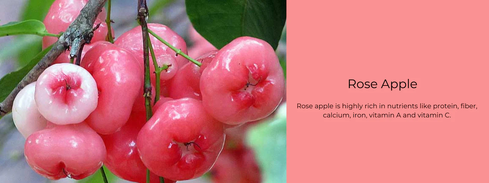 Rose Apple: The Tropical Fruit That Boosts Immunity, Beautifies Skin, and Helps Manage Diabetes