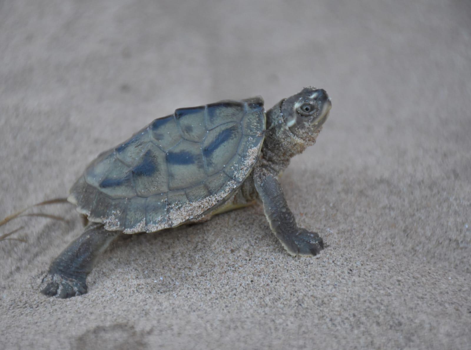 Three-Striped Roofed Turtle Population Declines by 80 Percent