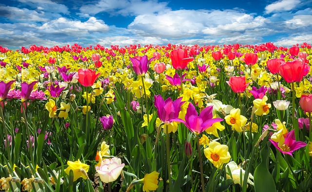 India in Bloom: A Journey Through the Country's Most Vibrant Floral Landscapes