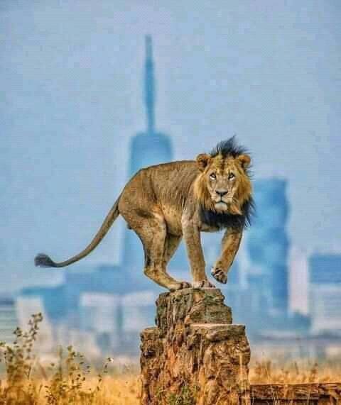 A City Where Lions Roam Beside Skyscrapers: Discover The Wildlife Capital Of The World