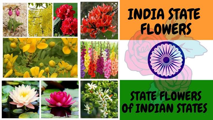 Blossoms Across Bharat: The State Flowers and Their Scientific Names