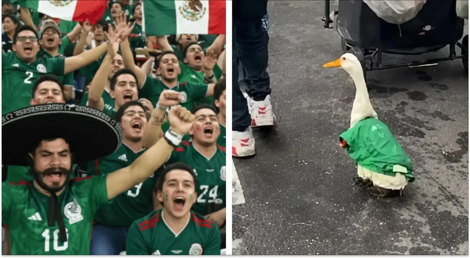Duck in a Jersey Steals the Show as World Cup Fever Sweeps Mexico