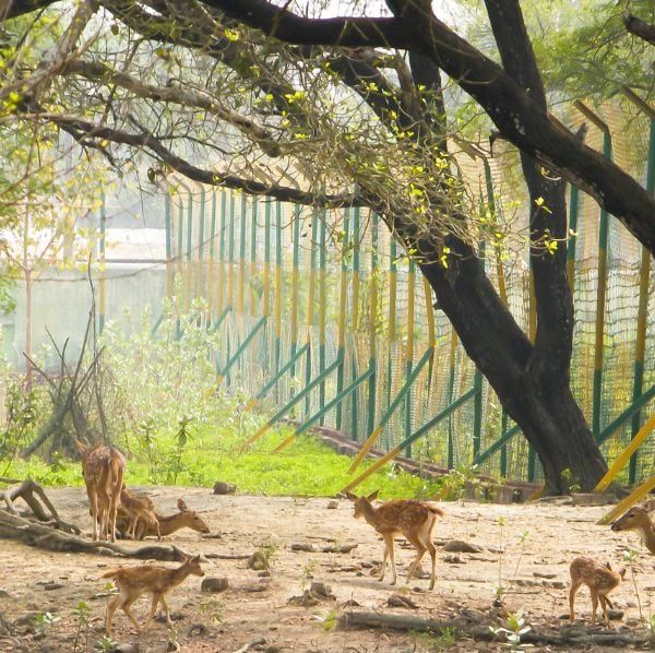 Roars, Chirps & Scenic Trips: 7 Sanctuaries That Roar with Beauty