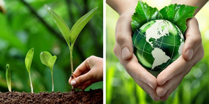 Judging Green: Courts Rule in Favor of Nature with ‘One Judge, One Tree’ Verdict