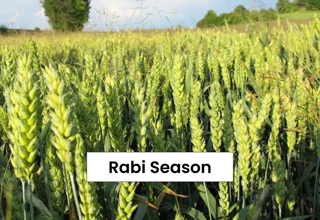 Crisil Report Signals Economic Optimism: Agriculture and Inflation Trends Align for Growth