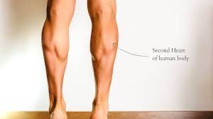 The ‘Second Heart’ Secret: Power Up Your Calf Muscles with These Routines