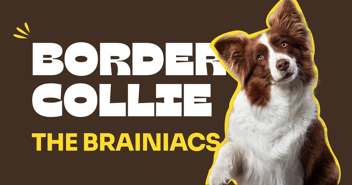 Paws and Brains: Meet the Canine Einsteins of 2025