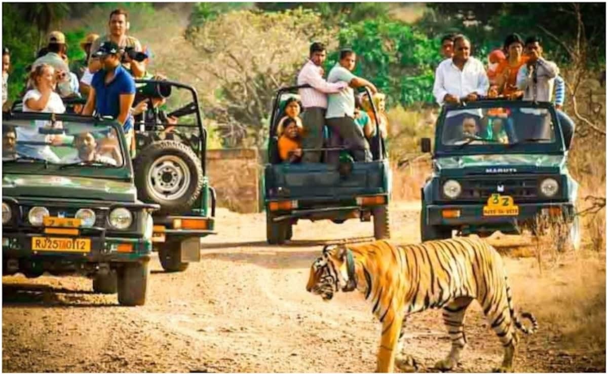 Wild Calls and Seasonal Thrills: How to Time Your Jungle Safari in India for Maximum Magic