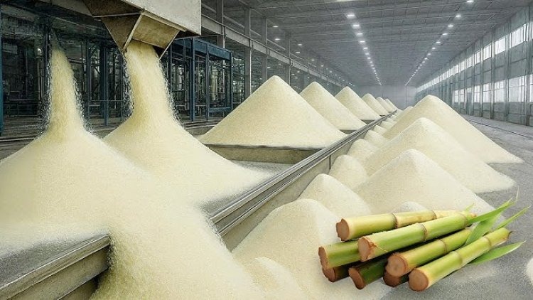 India’s Sugar Export Outlook Strengthens For 2025/26