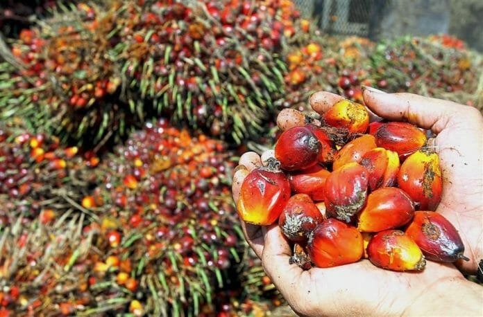 Malaysia August Palm Oil Stocks Projected to Rise