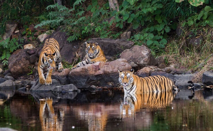 Wild Wonders Of India: Nine National Parks Every Wildlife Enthusiast Must Explore