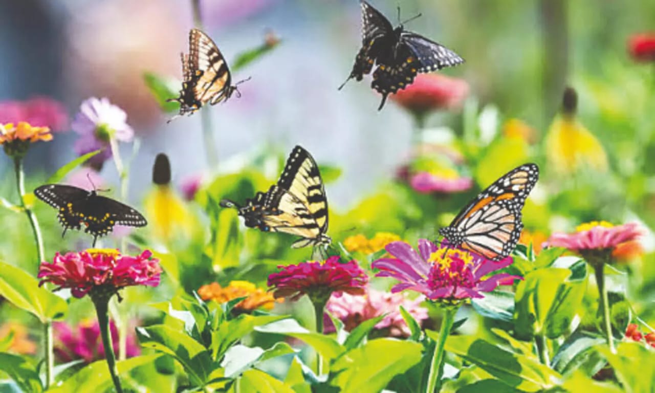 Fluttering into the Future: Alipore Zoo to Open Kolkata's Biggest Open-Air Butterfly Garden