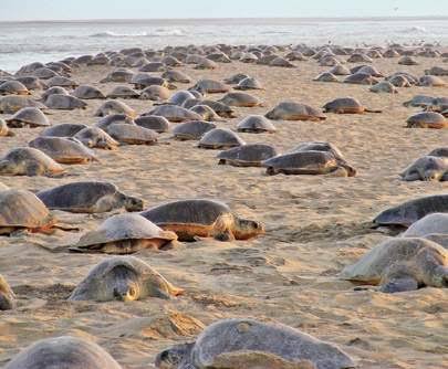 Conservation Alarm: Sea Turtle Deaths in Chennai Reach Unprecedented Levels