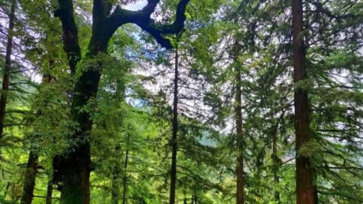 UP Roots for Green Glory: 35 Crore Trees to Sprout This Van Mahotsav