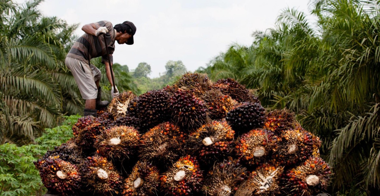 The Palm Oil Power Play—Malaysia’s Export Surge Reshapes Global Trade