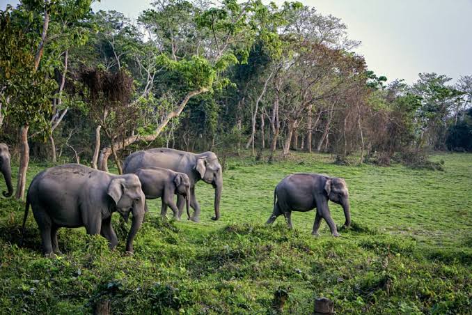 India Launches New Eco-Trails Across 5 Key Rainforests in India