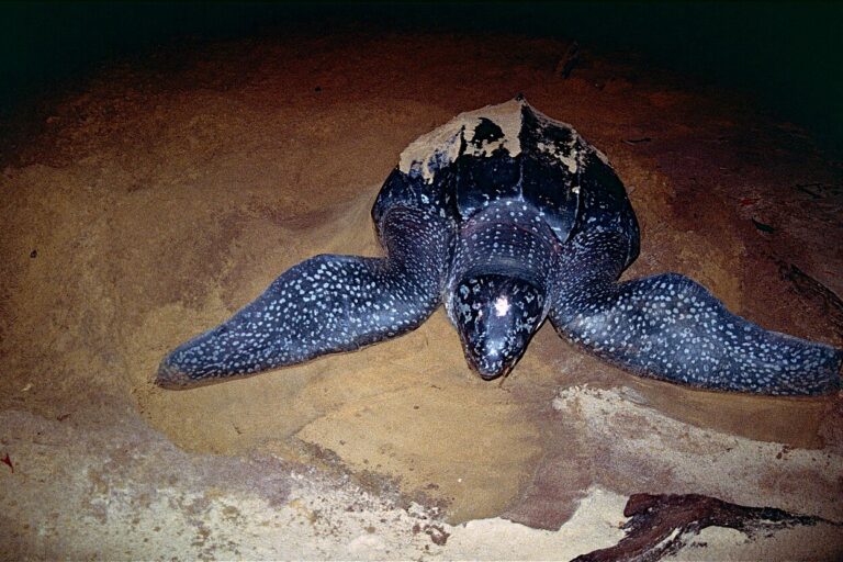 Mass Death of Olive Ridley Turtles Sparks Urgent Call for Action in Tamil Nadu