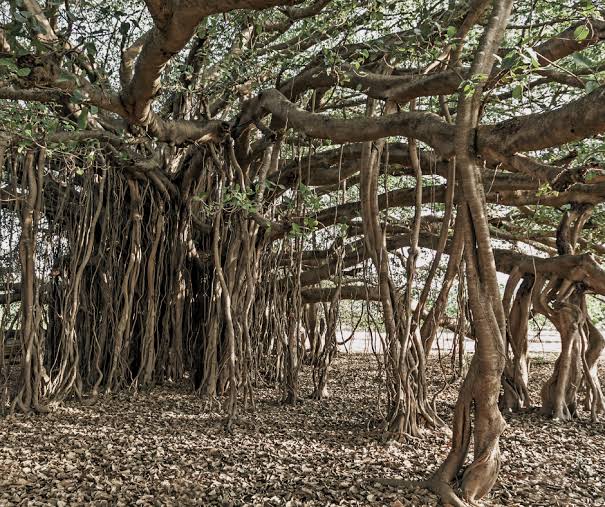 World’s Largest Banyan Tree in India: The ‘Living Coffin’ That Stands the Test of Time