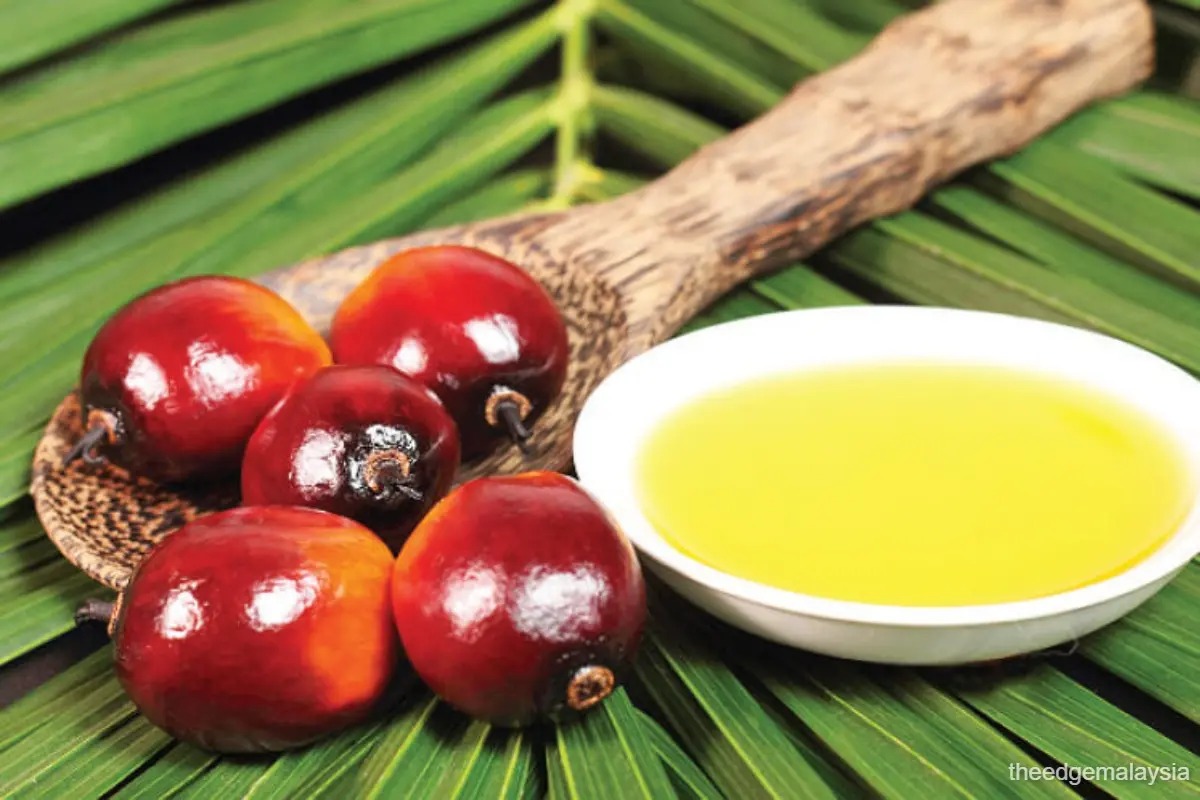 Malaysia Palm Oil Output to Top 20M Tons in 2025