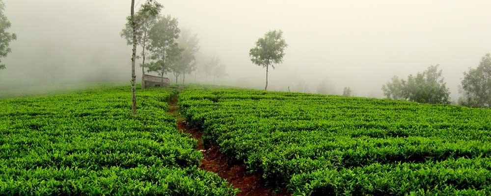 Grob Tea Co. Exits LED Business to Refocus on Core Tea Operations