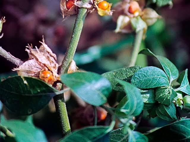 Forgotten No More: South Asia’s Secret Herbs Offer Hope for Memory Recovery