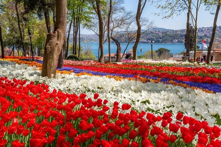 Tulip Trails: Where to Witness Spring’s Most Stunning Blooms in 2025