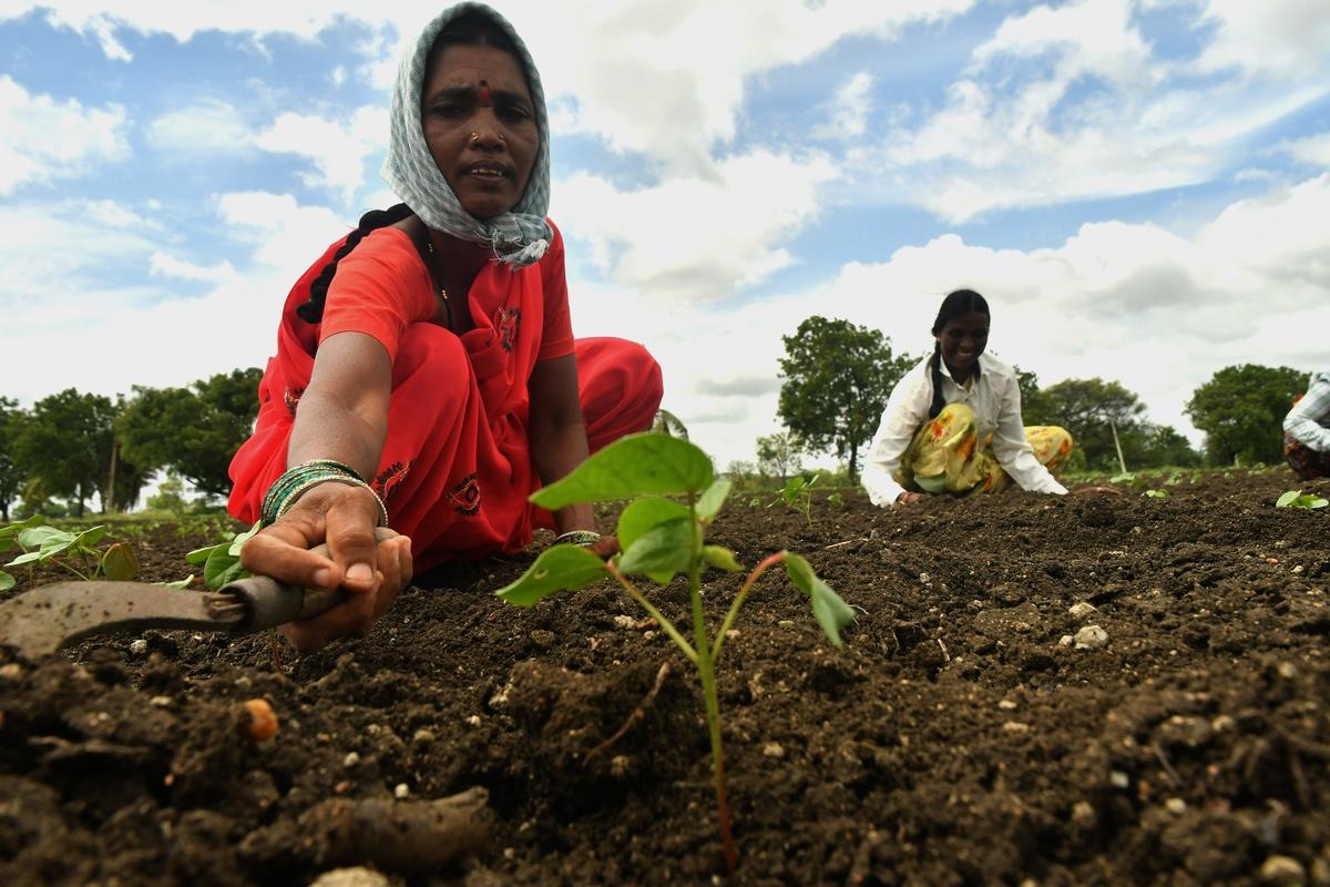 Summer Sowing Spikes, Inflation Takes a Backseat