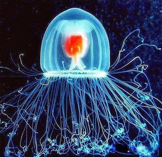 Discover the Fascinating Longevity of 5 Remarkable Animals as They Greet the New Century