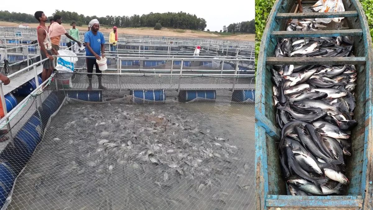 From Guns to Gills: How Fish Farming Is Rewriting Jharkhand’s Post-Conflict Story
