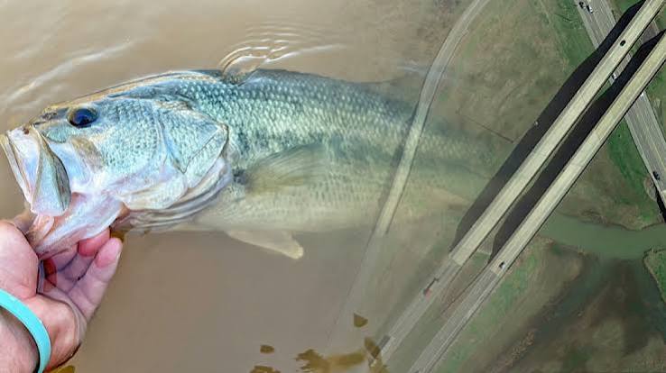 From Intuition to Orbit: How Satellites Are Transforming Fishing