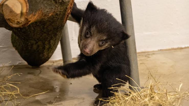 Paws for Thought: Cleveland's Tiniest Celebrity Awaits Your Naming Wisdom