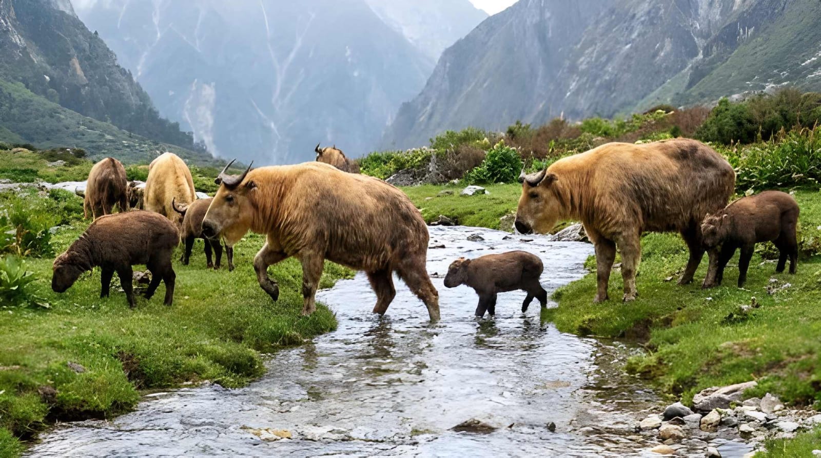 Rare Mishmi Takin Herd Captured on Camera in Sikkim