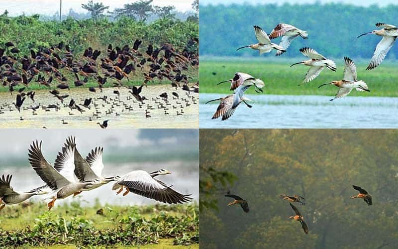 Wings of Wonder: Forests Alive with Summer Migratory Birds' Melodies