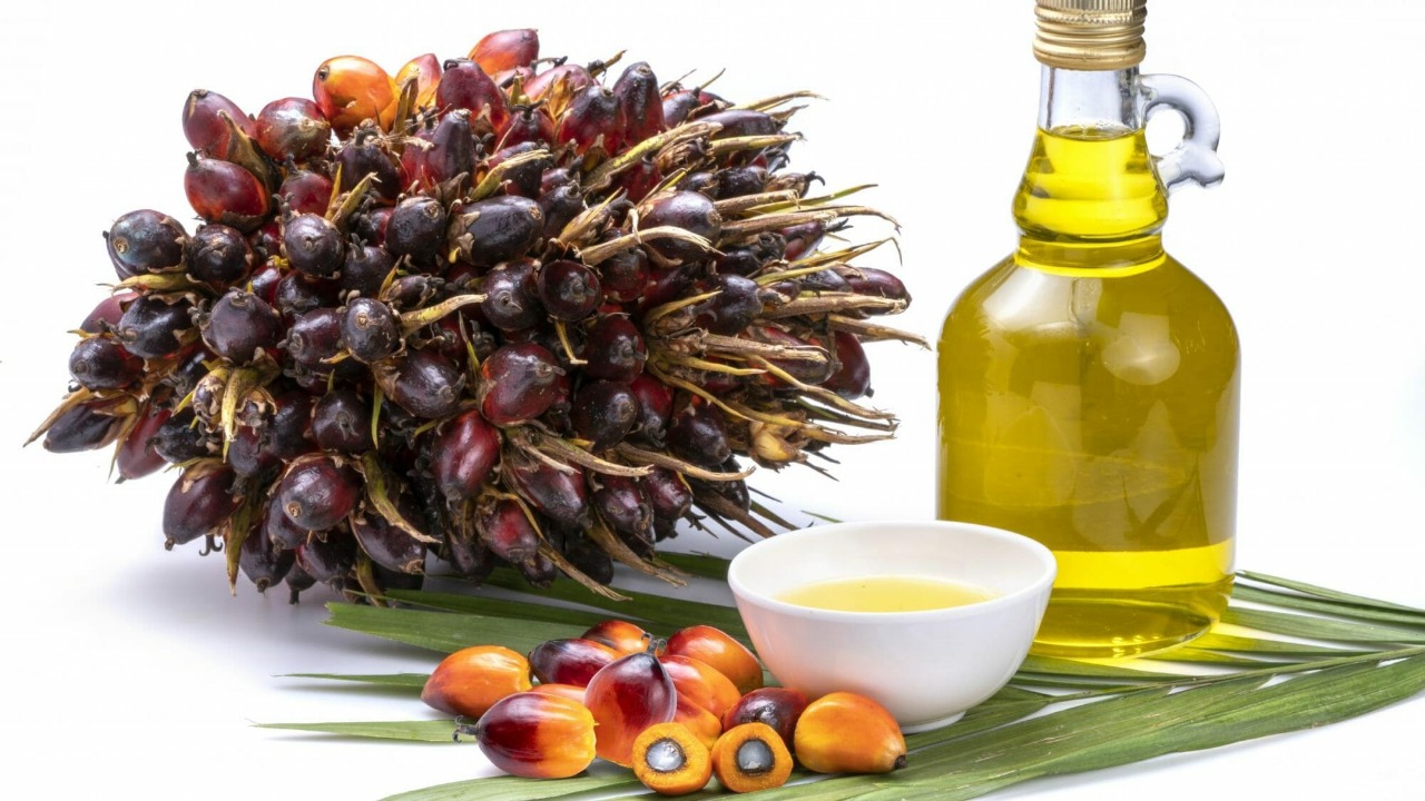 Malaysian Palm Oil Prices Poised Between 4,200 And 4,500 Ringgit Amid Demand Uncertainty