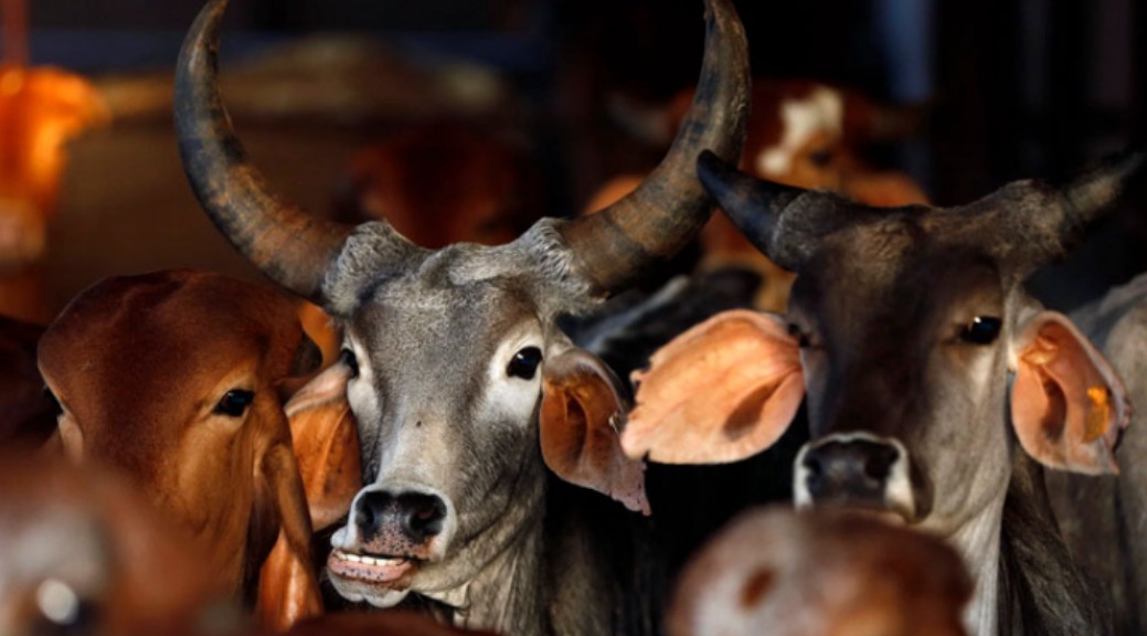 Madras High Court Draws A Red Line On Cow Slaughter Ahead Of Bakrid