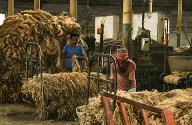 Jute Turns Gold Again: West Bengal’s Revival Story Ignites Investor Interest