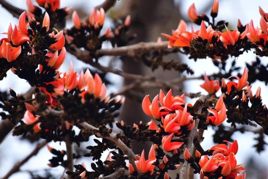 Balurghat Faces Palash Flower Shortage for Saraswati Puja