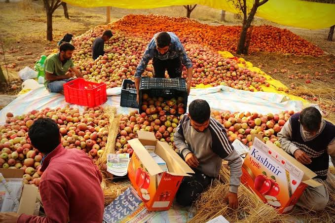 Fresh Hope: Kashmir’s Fruit Dealers Cut Costs for Every Family