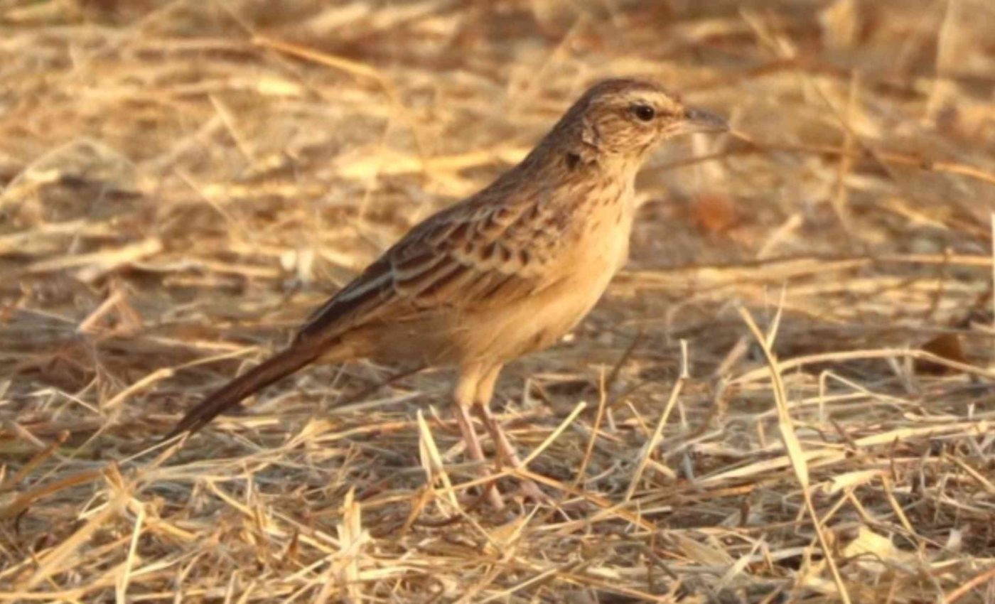 Vanishing Bird Returns: African Species Thought Lost For 94 Years Found Alive