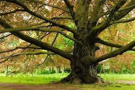 Nature's Rx: Trees Prescribed for Health in Cutting-Edge Therapy