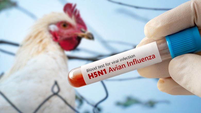 India Grapples with Eight Outbreaks of H5N1 Bird Flu in Poultry