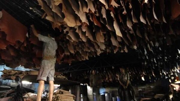 Leather Exports Get a Major Boost: Govt Scraps Port and Testing Restrictions