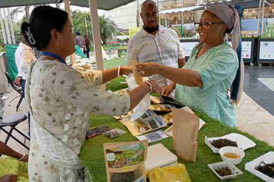 Brewing Gold: Jalpaiguri Artisans Fetch Rs 75,000 Per Kilo for Specialty Tea
