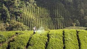 Assam Tea Estates Seek Acaricide Boost: 200 Litres of Fenpyroximate 5% SC Sought