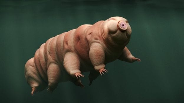 Tardigrades: The Resilient Micro-Creatures Capturing Scientific Curiosity